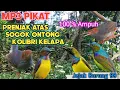 Download Lagu Suara Pikat Burung Ampuh Untuk Burung Sogon, Prenjak Atas dan Kolibri kelapa ‼️