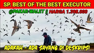 Download SP. BEST OF THE BEST EXECUTOR  || Suara Pakar Walet Harga 1.398.000 Sepaket MP3