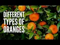 15 Types of Oranges You Should Know