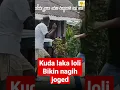 Download Lagu masih dari NTT yang viral KUDA LAKA LOLI nya bikin nagih #shorts #shortvideo #fyp #kudalakaloli