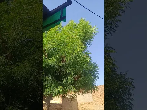 के के पीछे छुट लिया जेठ के महिना#song #shorts#shortvideo #song #shortsfeed