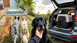 Resgatamos Um Cachorro. Mas O Que Vai Acontecer Com Ele Agora? 😮