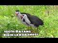 Download Lagu SUARA PIKAT BURUNG RUAK RUAK TERBUKTI BIKIN LAWAN EMOSI 