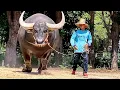 Download Lagu Swamp Buffalo from Thailand