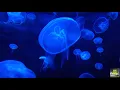 LAGOON CHILL  3 HOURS HD SLEEP MUSIC |  SLEEP AND RELAX WITH LAGOON CHILL