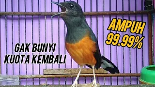 murai batu betina gacor ampuh sekali bikin murai macet jadi bunyi murai batu murai gacor shama