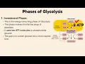 Download Lagu 2 fasen van glycolyse uitgelegd | Energie-investering versus energie-uitbetalingsfase