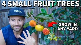 Download 4 AMAZING Fruit Trees People With SMALL YARDS Can Grow! MP3
