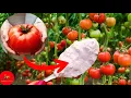 Download Lagu Just 1 tablespoon and the tomatoes will EXPLODE OVERNIGHT!