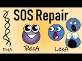 SOS repair of DNA II DNA repair
