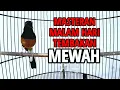 Download Lagu MASTERAN Murai Batu MALAM HARI nembak isian MEWAH 100% SUKSES bikin EMOSI GACOR