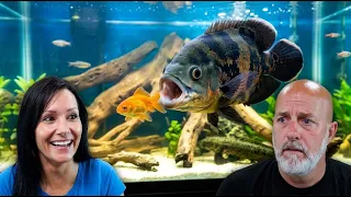 Is It Healthy For Fish To Eat Live Foods?