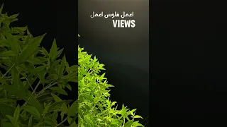 اصوات كتير حلوة لكن دماغ مفيش كايروكي Cairokee 