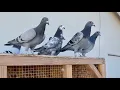 NEW Racing Pigeon Supplies Pit Stop at JEDDS Loft Fly some More