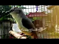 Download Lagu Pancingan Burung Prenjak Daun Lombok Biar Cepat Nyaut - Opior Jambul Burung Gacor