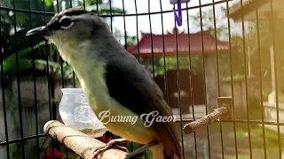 pancingan burung prenjak daun lombok biar cepat nyaut opior jambul burung gacor