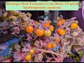 Grow Orange Hat Tomatoes in iDoo 10-pod hydroponic system