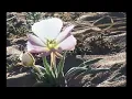 Cosha - Sun Back