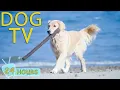 Download Lagu DOG TV: Videos Anti-Anxiety All Day for Dogs to Watch When Home Alone - Best Happy Music for Dogs