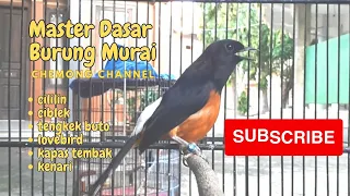 Download Masteran Dasar MUDAH DI TIRU Untuk Murai Batu Trotol || Bahan || Birds Song Of Murai Batu Medan MP3