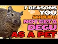 Download Lagu 7 Reasons You Should NOT Get a Degu as a Pet 🐾🚫