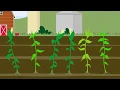 How a herbivore hijacks a nutrient uptake strategy of its host plant