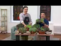 Roberta s 6-Piece Hardy Hens Chicks Live Plants on QVC