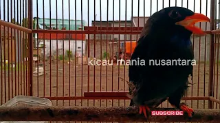 burung tengkek buto gacor