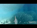 Great Hammerhead Shark Deerfield Beach Pier Underwater Cam