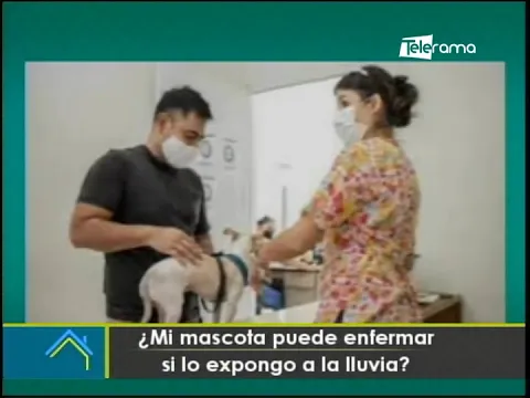Mi Mascota puede enfermar si lo expongo a la lluvia
