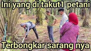 BESEMBUNYI DI BATANG KAYU DI TENGAH KEBUN SAWIT ULAR MENGER1K4N INI AKHIR NYA KELUAR WARGA K4GET