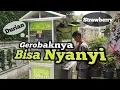 Download Lagu Heboh gerobak bernyanyi, Win crepes, Jingle nya suara anak kecil lucu, cocok buat ringtone