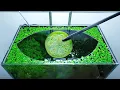 28th Month - Boiled Eggplant Feeding Frenzy NO filter NO CO2 NO Ferts 5 Gallon Nano Tank