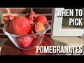 When to Pick Pomegranates -