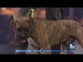 Riley the boxer mix makes this week s Puppy Picks