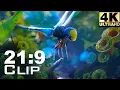 Lagu [21:9] THX Genesis Ultrawide 4K Clip | UltrawideVideos