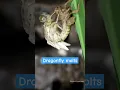 Download Lagu life cycle of dragonfly - dragonfly sheds skin 🥰 | Tropical Forest Bees #dragonfly