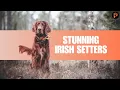What to Know About Irish Setters