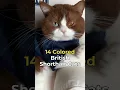 Download Lagu 14 Colored British Shorthair Guide #petlover #cuteanimals