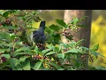 11 Hours Of Relaxing Classical Music And Stunning 4k Bird Videos