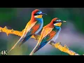 Download Lagu 11 Hours Of Relaxing Classical Music And Stunning 4k Bird Videos