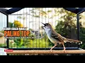 Lagu Burung Ciblek SEMI Gacor NGEBREN Untuk Pancingan Ciblek dan MASTERAN BURUNG Kesayangan Anda