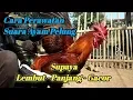 Download Lagu CARA PERAWATAN SUARA AYAM PELUNG | SUPAYA LEBIH PANJANG - LEMBUT \u0026 RAJIN BERKOKOK
