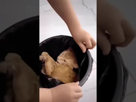 Questo trucco da USARE col tuo GATTO