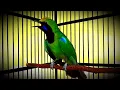 Download Lagu Burung Cucak Hijau Kepala Kuning |CHKK| Gacor Full Ngentrok Materi Kasar