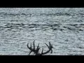 Triple droptine whitetail swimming Brazos River rough airboat ride gator gar pics