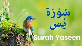 Download Surah Yaseen: Divine Reflections | Surah Yasin: Divine Revelations for Modern Hearts| سُوْرَۃ يٰس MP3