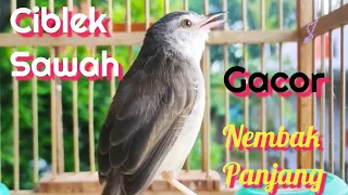 ciblek sawah betina birahi gacor memanggil jantan