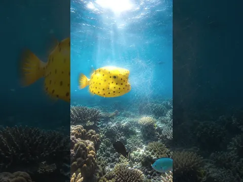 Este pez venenoso acaba de enseñarle una lección #wildlife #toxic