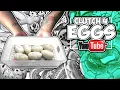 Collecting Ball Python Eggs Clutch Infinite Scales